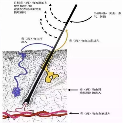 使用上海凈信毛發(fā)毒品檢測儀檢測毛發(fā)的優(yōu)勢及步驟