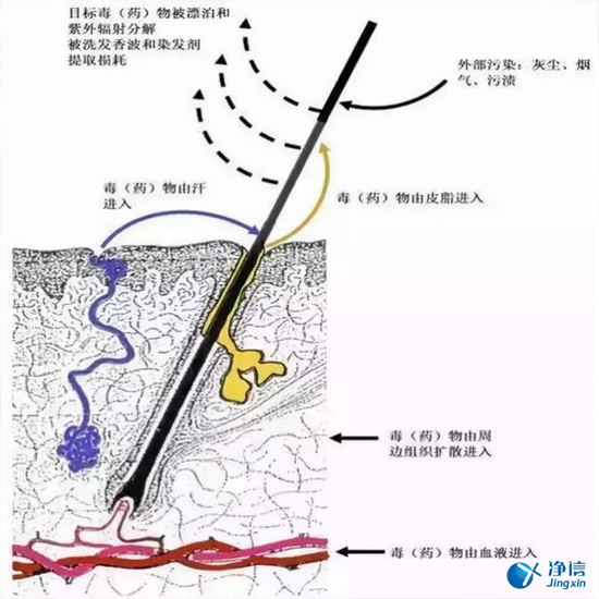 毛發(fā)毒品檢測儀來檢測毛發(fā)的步驟詳解-優(yōu)勢是什么？