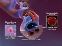 上海凈信浸入式液氮冷凍研磨儀研磨臍帶提取RNA